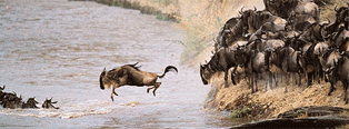 wildebeest jumping Mara River.
