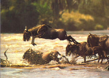 Masai Mara Wildebeest Migration.